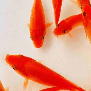 С���~���w�^�p�~�t�a�~�\���ݽ��~���~С����ˮ�~��ˮ�ͻ���B