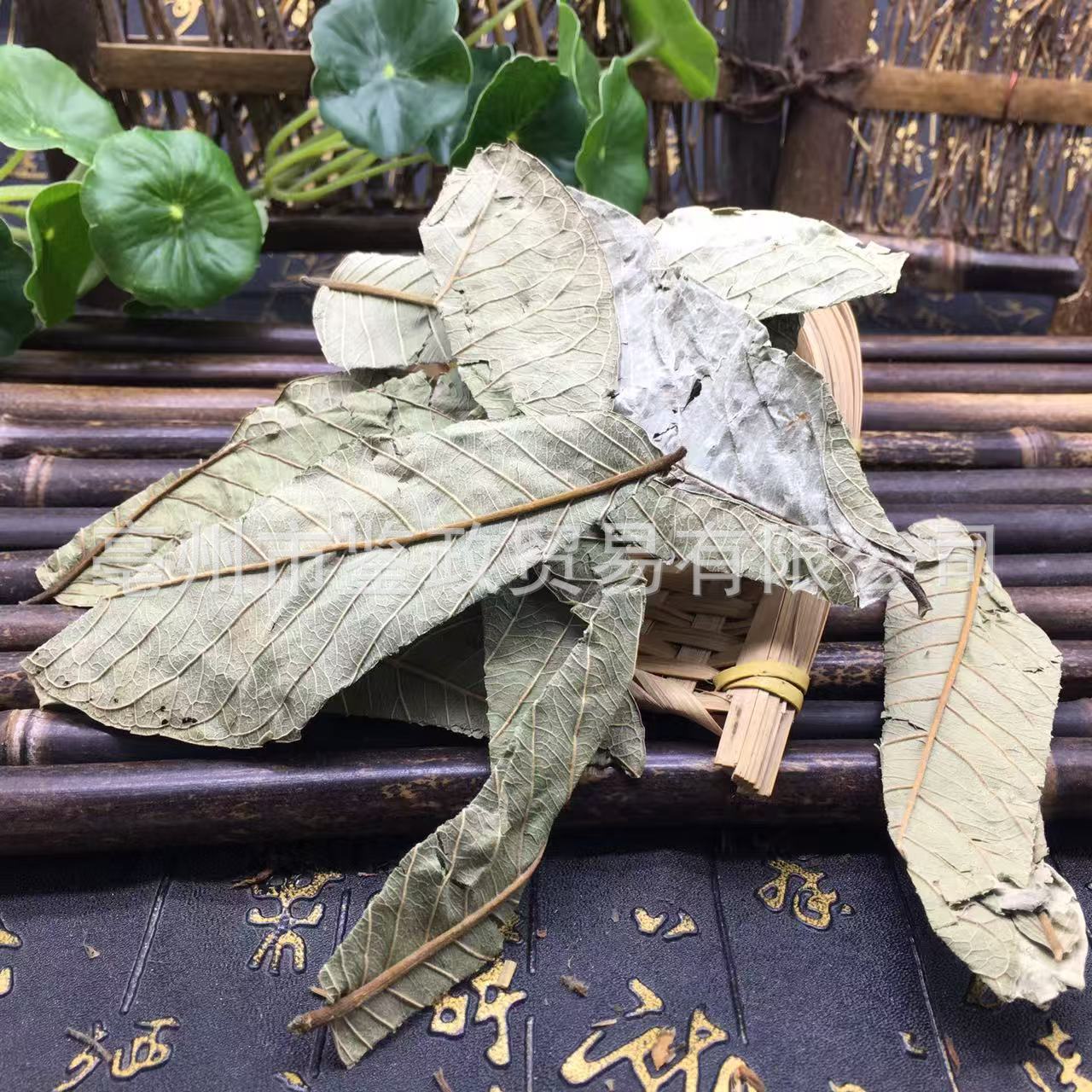 Guava Leaf Tea Folium Psidii Guajavae Fan Shi Liu Ye Dried Loose Leaves Bulk 500g key features