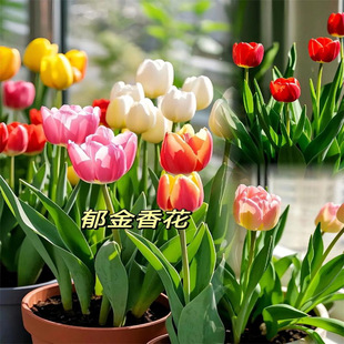 ������N���ļ��_��������ˮ��ͥԺ�̨���Ե��d�ͺ������҃�����