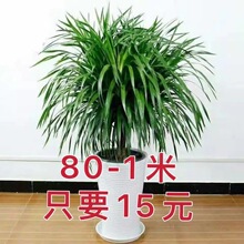 ��횘�����F��Ѫ����^���������҃ȿ͏d���;Gֲ���������՚�