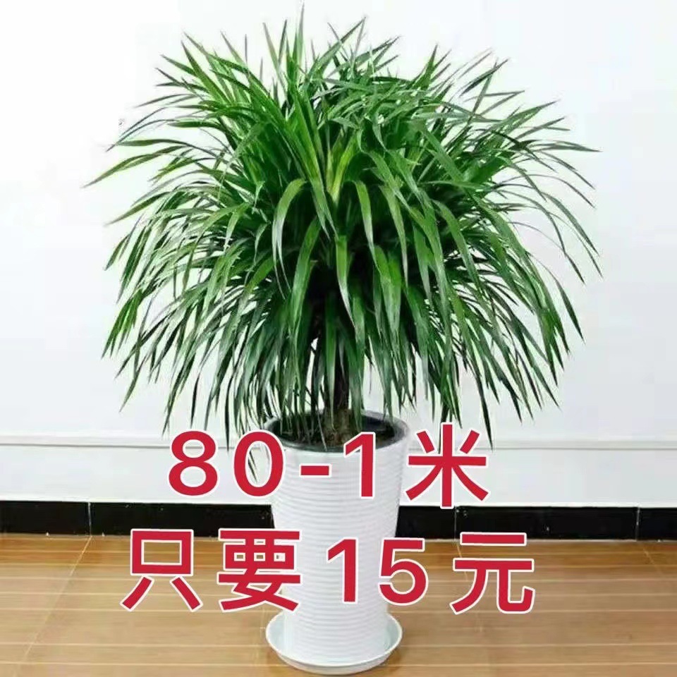 龙须树龙须铁龙血树多头花卉盆栽室内客厅大型绿植花卉美化空气-阿里巴巴