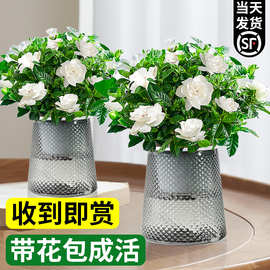 栀子花盆栽带花苞浓香花卉植物室内好养绿植四季开花水培好养易活