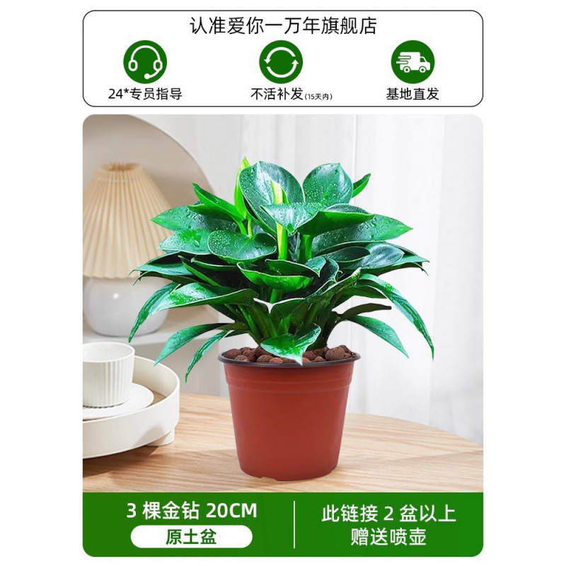 20cm 금다이아몬드 3개 + 오리지널 흙냄비 + 영양액 (2개 구매시 물뿌리개 증정) 1