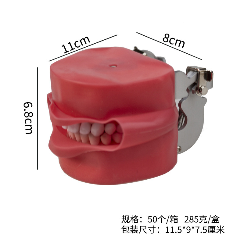 Modelo de práctica dental modelo de cara de simulación de diente desmontable de boca completa modelo de cabeza simple modelo dental oral