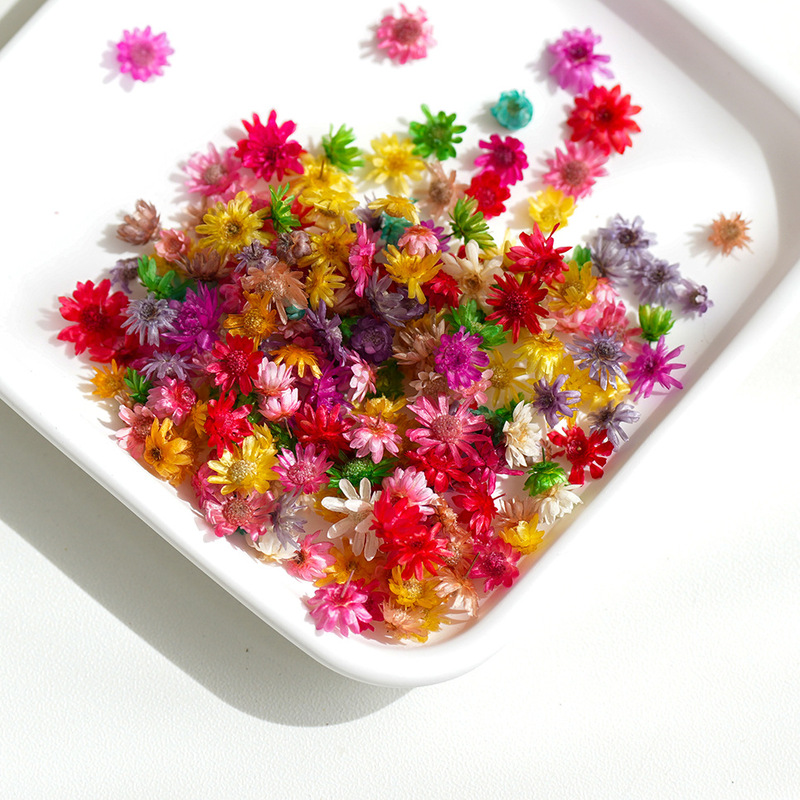 Mini Brazilian Star Flower Heads Without Stems DIY Dried Flower Daisy Crystal Resin Decoration Filler Dried Flower Heads