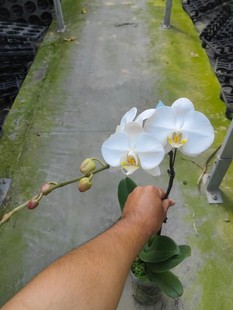�����m����ֱ��3.5���׻�V3 9�������ϸ߶�55~60cm�_�Ŷ�2~3��