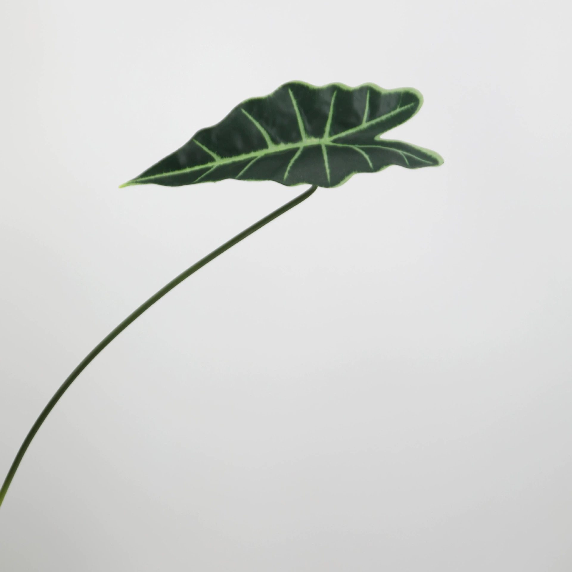 Simulation Leaf Guanyin Lotus Leaf Plant Wall Waterfront Material Flower Flower Art Design Leaf Decoration Flower Taro Leaf