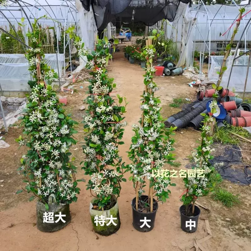 Ветряная мельница Жасмин горшечное растение ленивое, чтобы поднять лоза