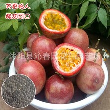 百香果种子春黄金果西番莲种籽阳台盆栽小院鸡蛋果水果种孑四季播