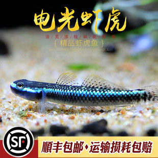 �{���r���~ �{Ę�b늹�֦���y�������S���W�{֦���Ꭷ�^�p�~С��