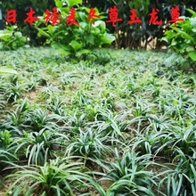 矮麦冬庭院玉龙草耐寒耐踏园林绿化草坪植物四季常青金边麦冬草苗