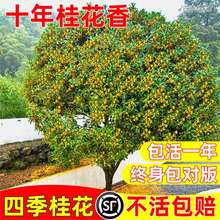 桂花树苗大树八月桂花浓香四季桂盆栽庭院别墅地栽南北方耐寒花卉