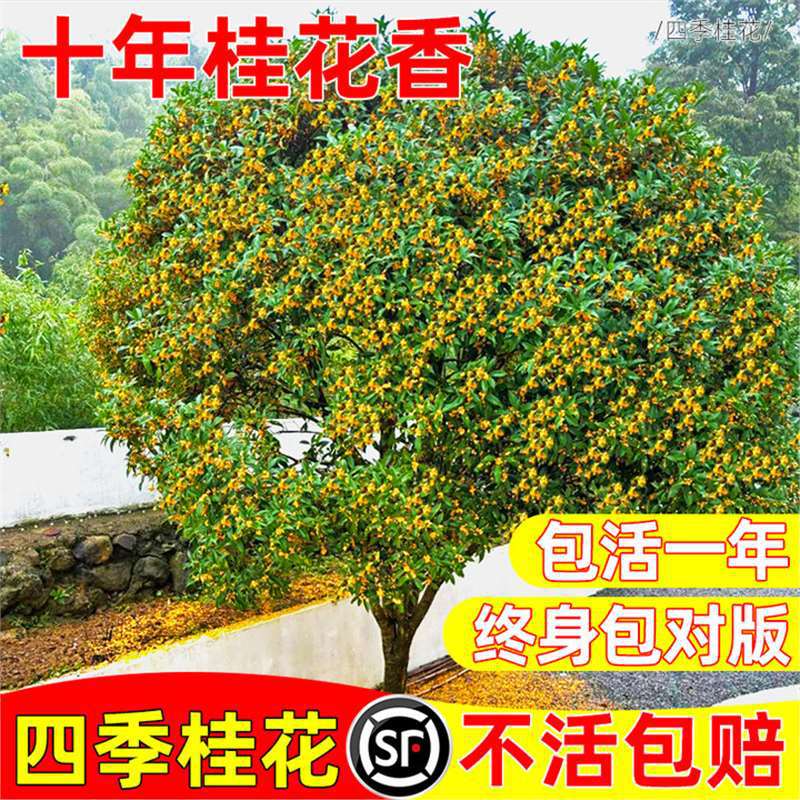 桂花树苗大树八月桂花浓香四季桂盆栽庭院别墅地栽南北方耐寒花卉