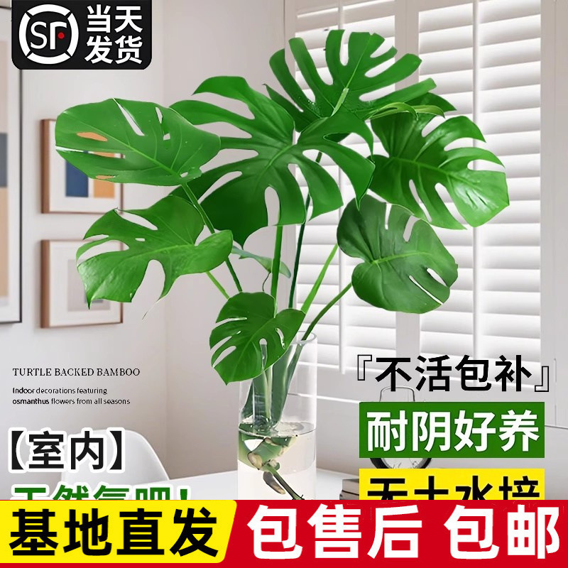 Hydroponic Plants, Large Indoor Potted Plants, Large-Leaf Green Plants for Living Rooms and Offices, Easy to Feed Lazy People and Easy to Maintain in All Seasons Hydroponic Plants, Large Indoor Potted Plants, Large-Leaf Green Plants for Living Rooms and Offices, Easy to Feed Lazy People and Easy to Maintain in All Seasons