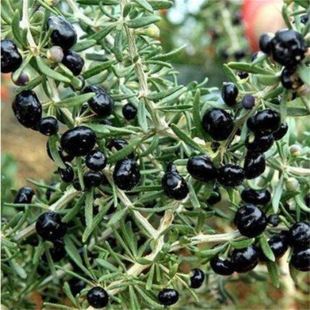 ���ڌ�������� ��轘���(���7̖)�a���� ����Y�����Թ������