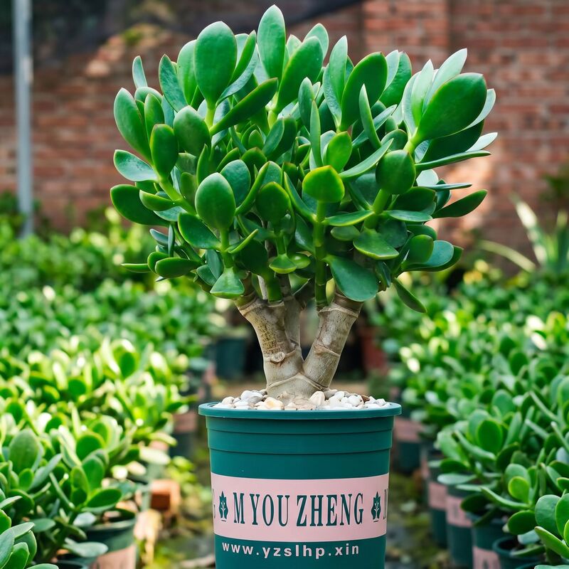 Premium Jade Tree Bonsai with Old Trunks, Easy-To-Grow Succulent for Indoor Use, Evergreen Green Plant for All Seasons, Drought-Tolerant Plant, Flower Pot Plant