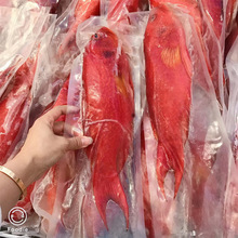 菲律宾红色燕尾斑  海鲜水产鲜活冷冻石斑鱼红斑红星斑燕尾斑