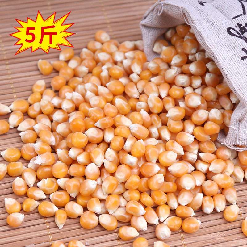 하이 퀄리티 구형 2500g (미국 품종)