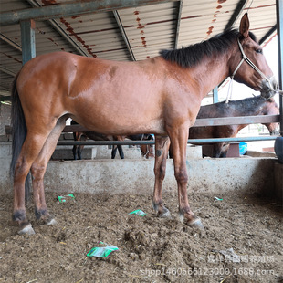 ��ë�H���H ��� ë�H�����H�ą^�e��������ɽ��؛����Ӄr��