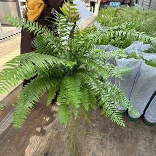 Base Direct Sales 180 # Overlord Fern Large Fern Hotel Living Room Family Hanging Hanging Large Green Plants