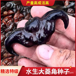 Water Chestnut Seed Seedlings Pond Aquatic Plants Water Chestnut Seedlings Planting Green Water Chestnut Seeds Four-Season Vegetables Red Water Chestnut Seedlings