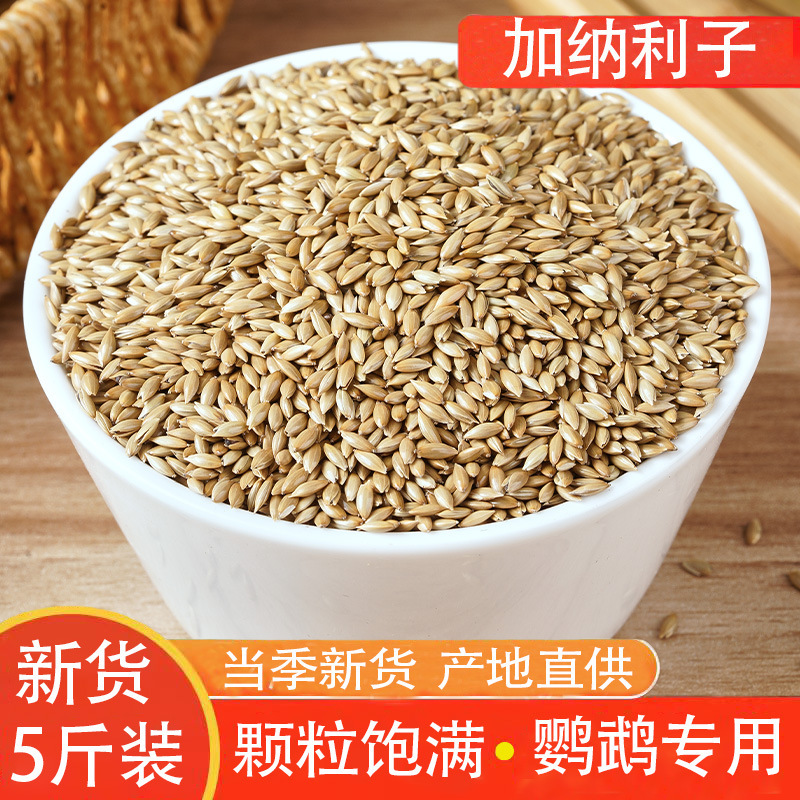Canary Seed Bird Food, Oil-Point Chestnuts, White-Point Chestnuts, Grass Seeds, Budgerigar Seeds, Lovebird Food, Pigeon Food