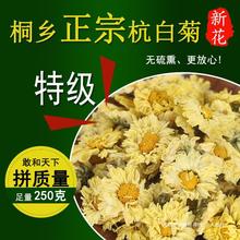 菊花茶杭州正宗杭白菊花官方旗舰店桐乡正品清热胎菊白菊花草茶叶