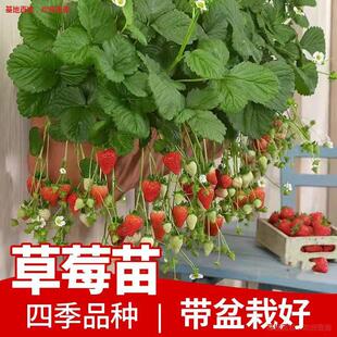 ��ݮ���ļ�����ʳ���̨���͹������Nֲ���Ϸ�����Y��