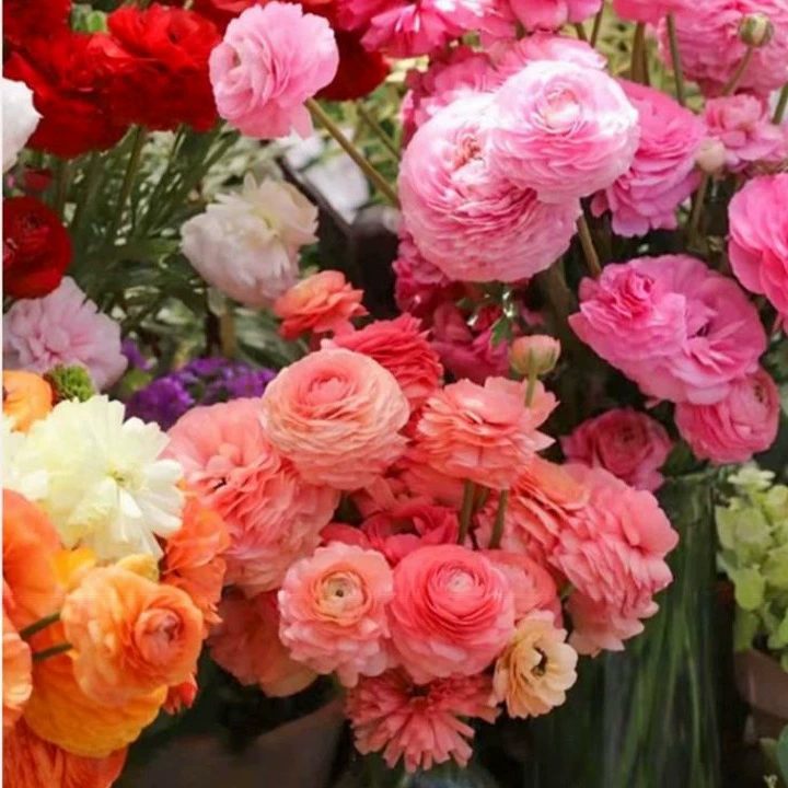 Листья сельдерея, цветок, корень рябчик, цветок пионы, луковица, балкон, двор, многовременное посадка для декоративных целей