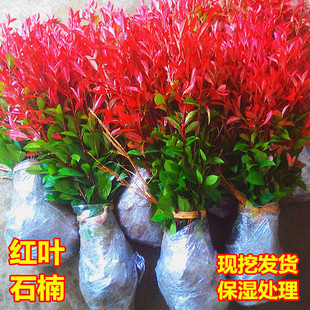 �t�~ʯ���t���^ľ��ɭŮؑ����tͥԺ�G������h����ľ��С����