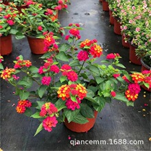 五色梅盆栽花卉五彩花四季马樱丹耐热晒室外阳台花园好养植物花苗