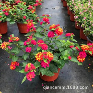 ��ɫ÷���Ի�����ʻ��ļ��R�ѵ��͟�������̨���@���Bֲ�ﻨ��