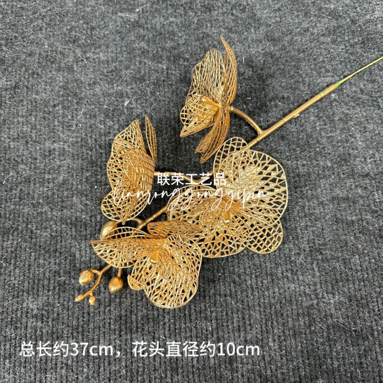 Single hollow phalaenopsis