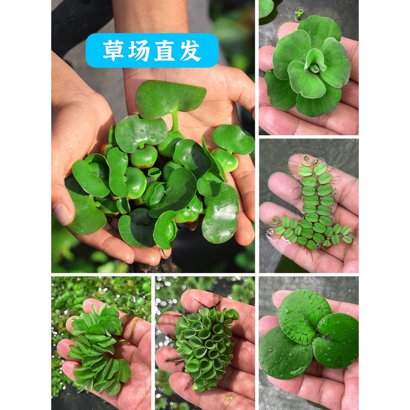 水葫芦浮萍水草花卉植物种苗鱼塘鱼池鱼缸养乌龟缸净化水质水芙蓉