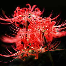 绿植彼岸花种子曼珠沙华盆栽种球石蒜花室内种花卉包邮植物盆景