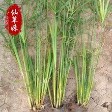 ˮ��ֲ�ﱭ�纵��� ������ ���~�� ���˽� �L܇�ݟ�о�������JȔ