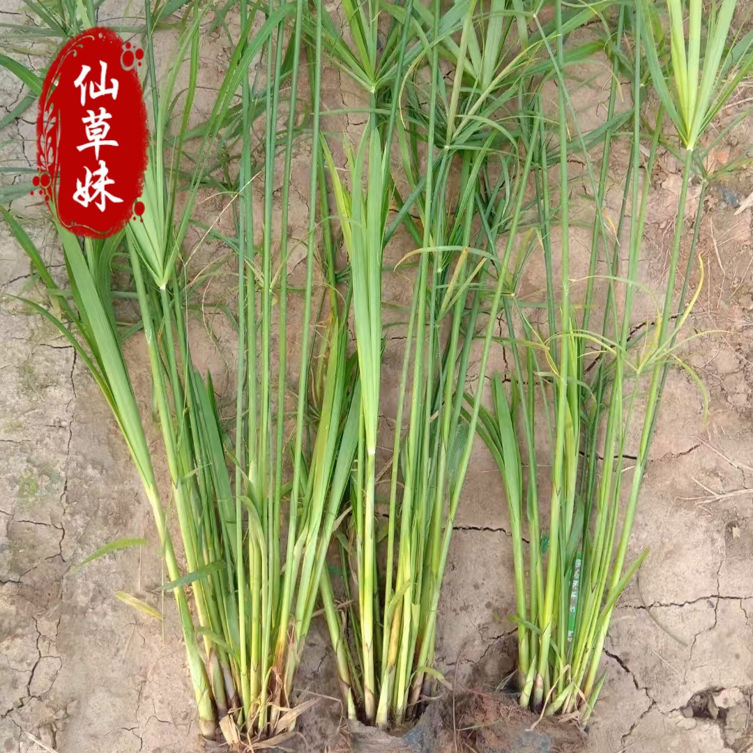 水生植物杯苗旱伞草 再力花 梭鱼草 美人蕉 风车草灯芯草菖蒲芦苇