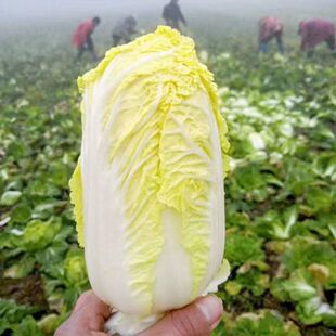 Baby Cabbage Seeds Chinese Cabbage Seeds High Yield Yellow Heart Baby Cabbage Seeds Small Cabbage Four Seasons Autumn and Winter Vegetables