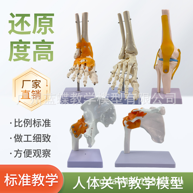 ��ѧ��������ؽڹ�����������׹Ǽ�ϥ�ؽ��ŹǿƸ��ʹ�ҽѧģ��