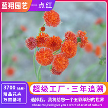 一点红种子紫背天葵阳台盆栽四季易种耐阴耐寒植物种子种籽