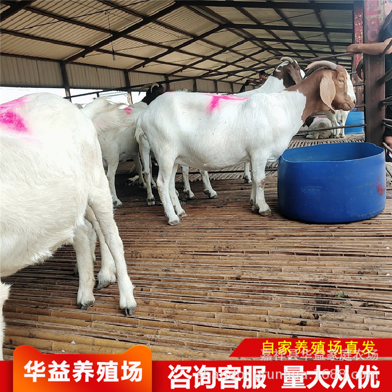 山西 澳州白养殖 萨福克羊怀孕母羊种公羊多胎羊波尔山羊养殖
