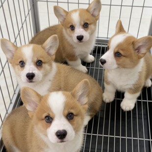 ���N�»���Ȯ���w����ʿ�pɫ��ɫ�»�����С��Ȯ���B�pѪ�y���ﹷ