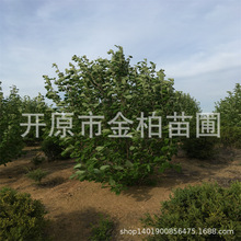 苗圃批发丛生天女木兰5-10分枝 单株天女木兰树苗辽宁木兰花