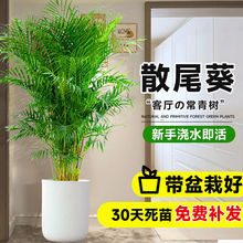 富贵椰子凤尾竹盆栽大型散尾葵植物盆栽网红绿植净化空气美化室内