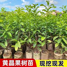 ����ֱ�l�S��������޽��S���������۶����ļ��Y���Ϸ��Nֲ