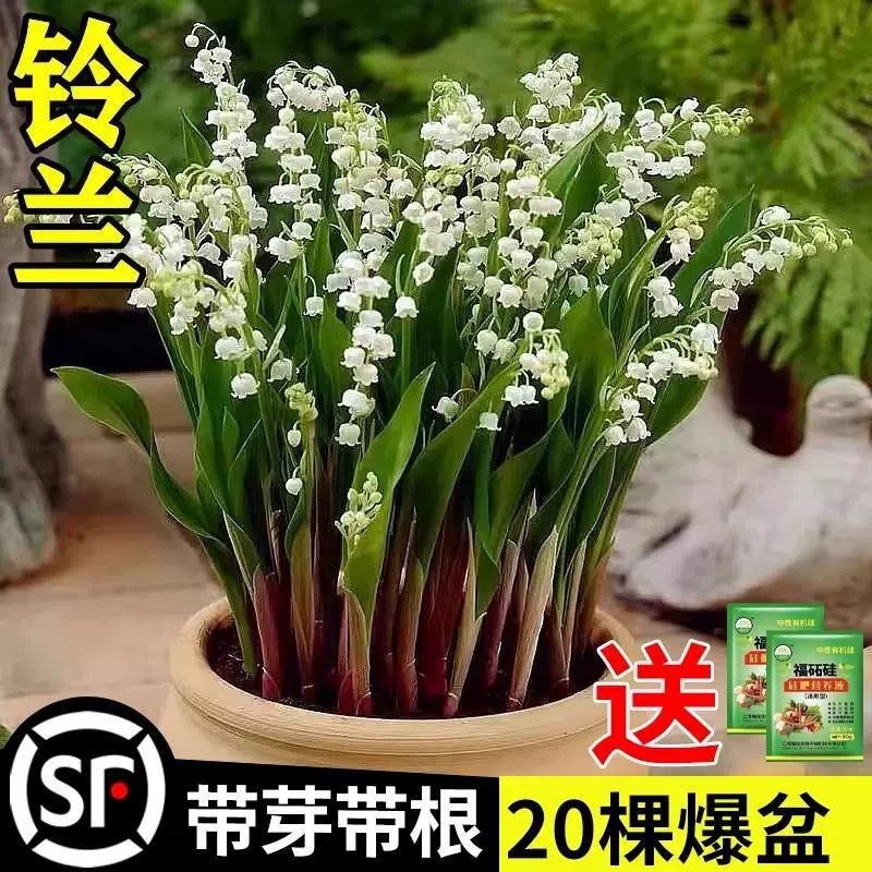 Саженцы ландыша с бутонами и корнями, луковицы растений в горшках, импортированные морозостойкие комнатные и уличные цветы и зеленые растения ландыша цветут круглый год.