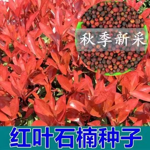 �t�~ʯ骷N���ļ�����G����N����ኼt�_�e����tʯ骘�N���׷N