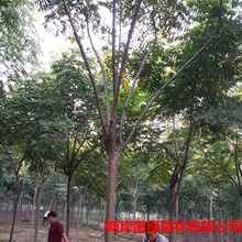 �@�־G����ľ���� ���l������ ����� �Sɽ���8-30���ִ��