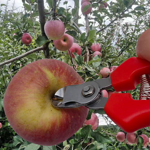 Stainless Steel Fruit Scissors, Fruit Picking Scissors, Apple Scissors, Fruit Harvesting Scissors, Concave Fruit Scissors, Traditional Fruit Scissors