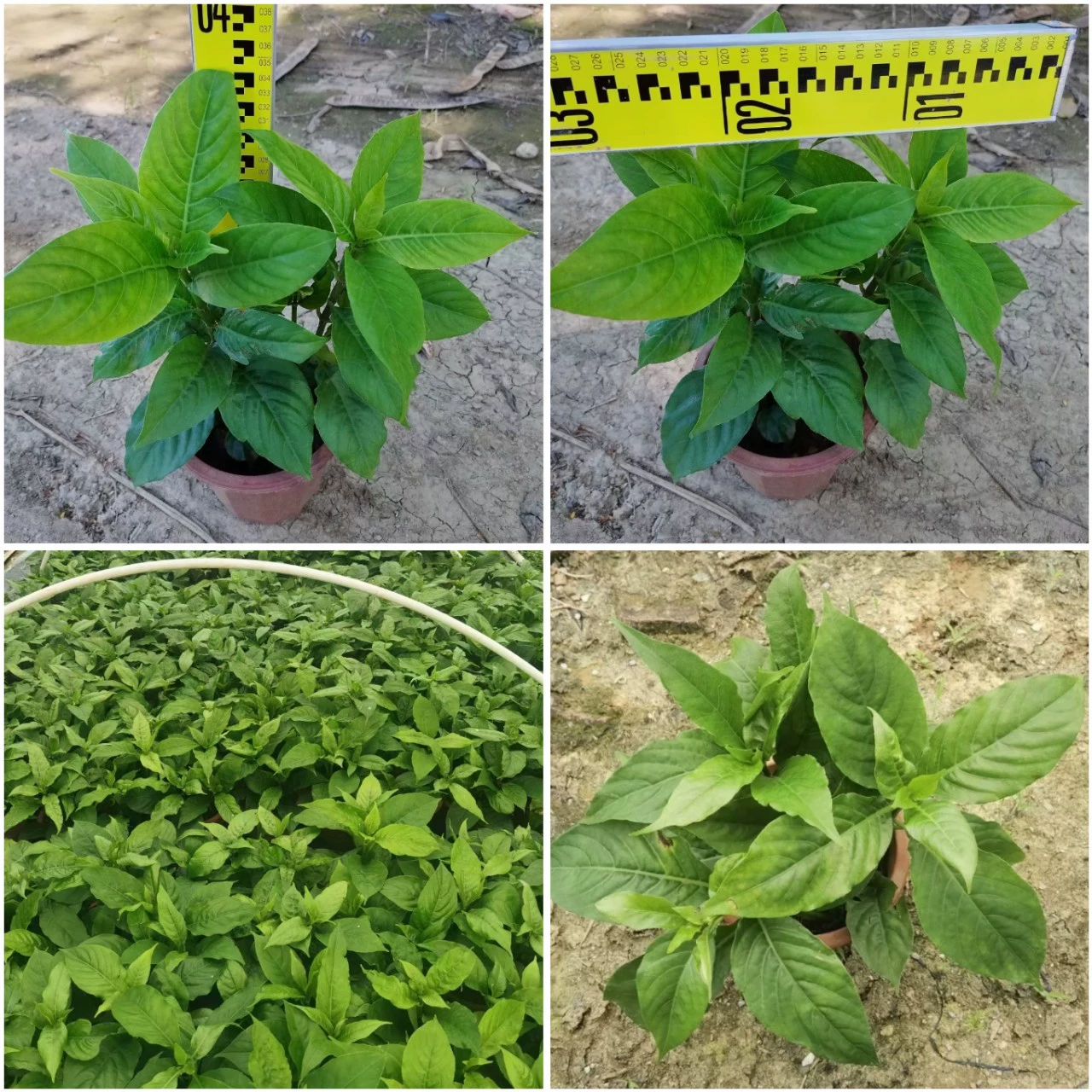 Honglou цветок горшок завод Honglou цветок Цитата цветок пруд завод цветок границы горшок Homestay завод цитата